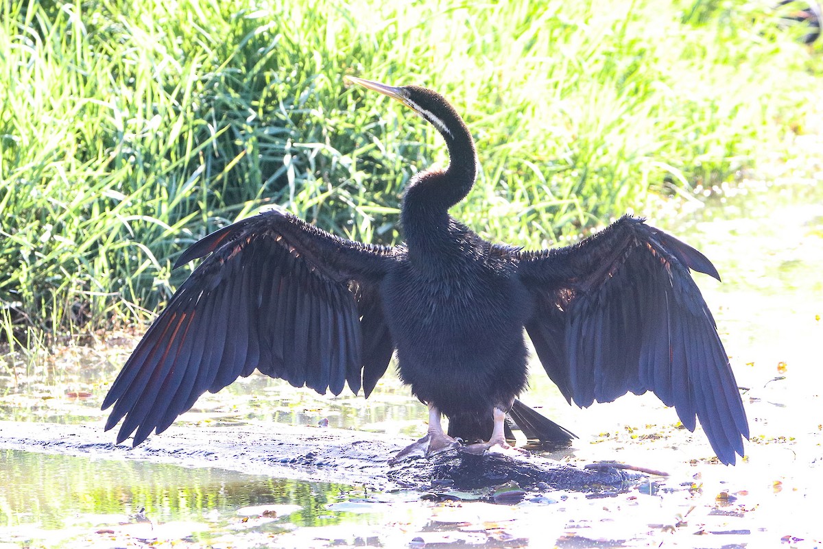 Australasian Darter - ML623279774