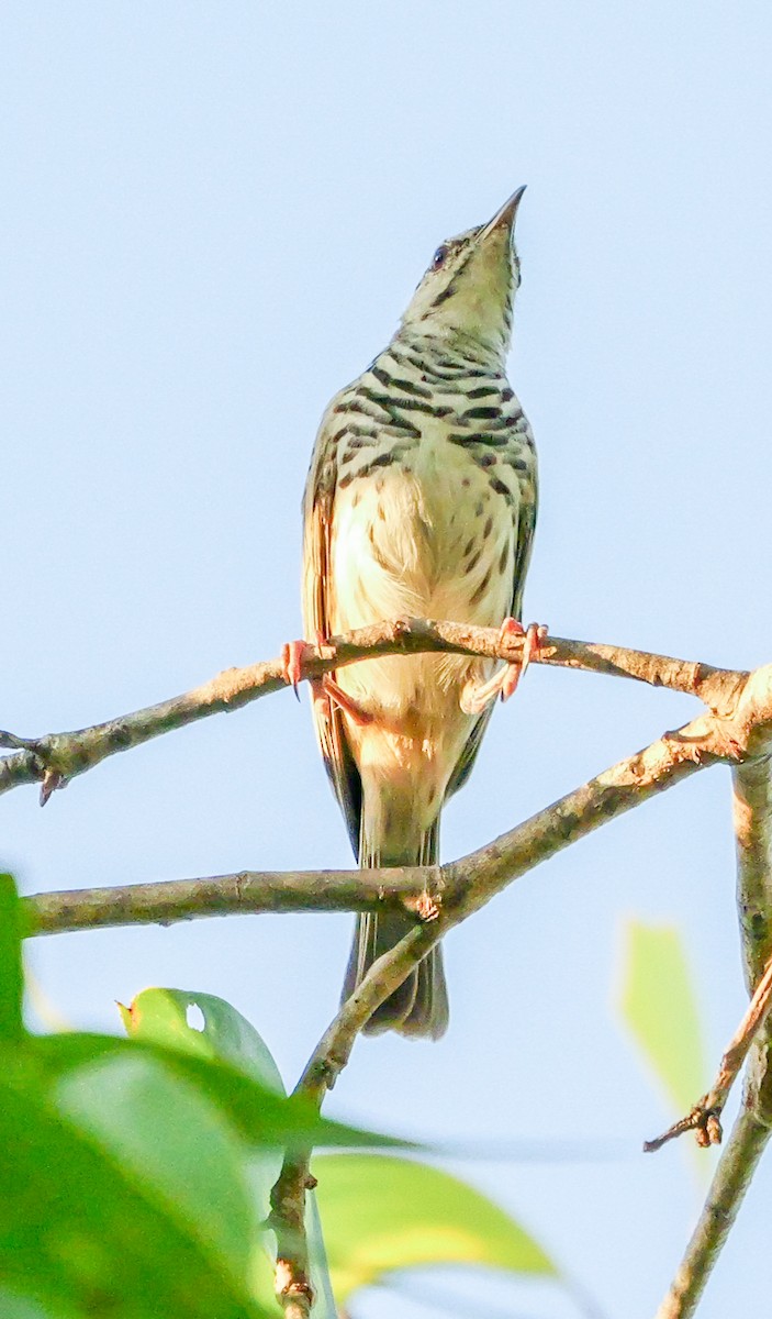 Bar-breasted Honeyeater - ML623279777