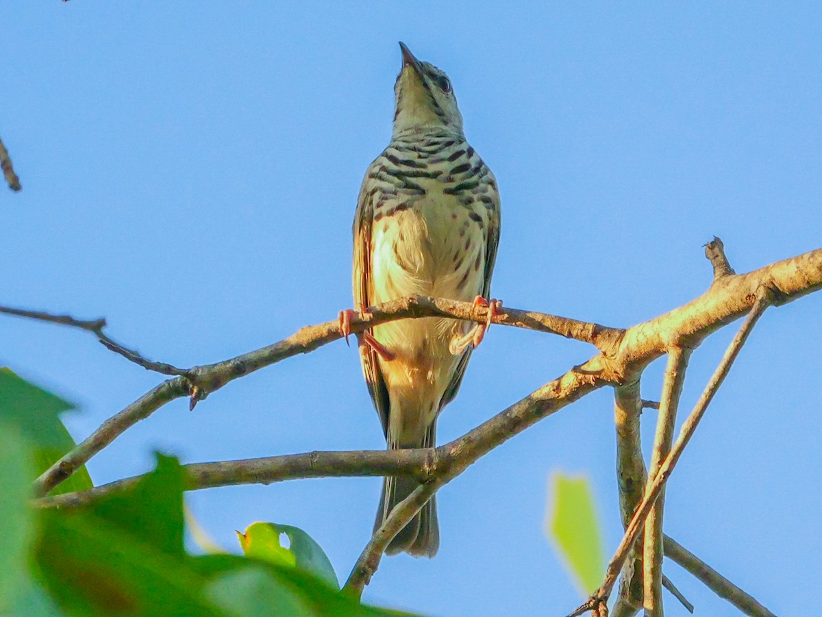 Bar-breasted Honeyeater - ML623279778