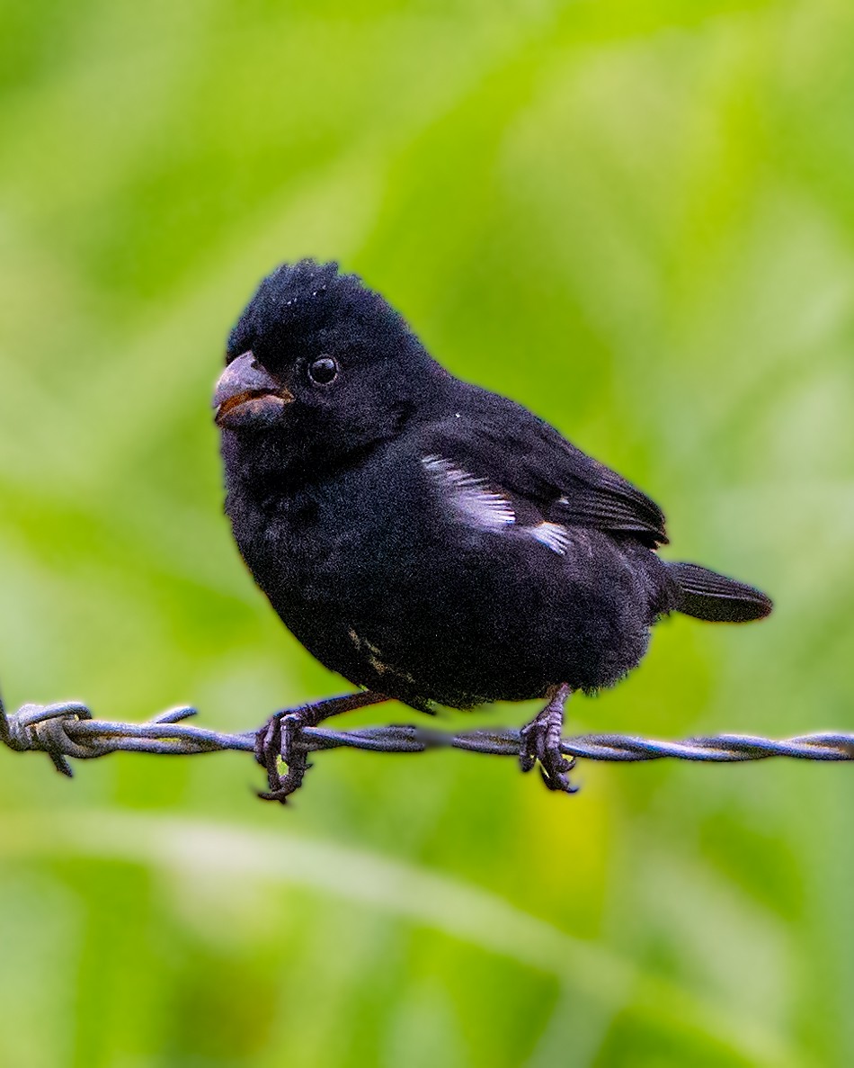 Variable Seedeater - ML623279811