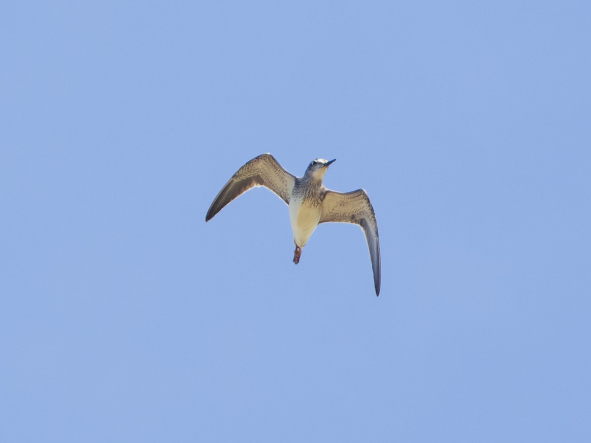 Greater Yellowlegs - Angus Wilson