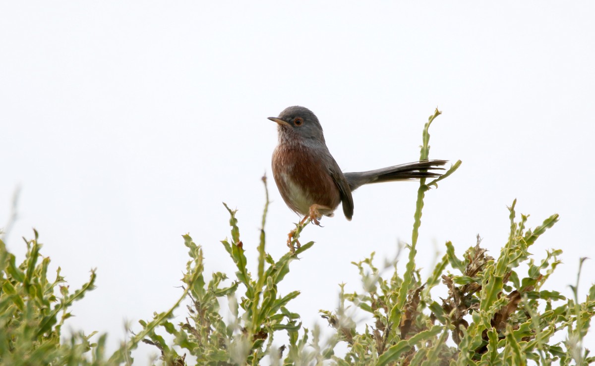 Dartford Warbler - ML623279853