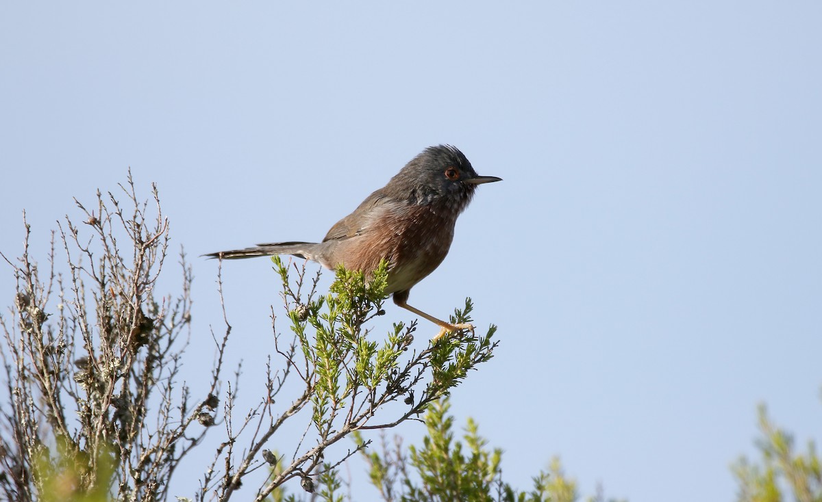 Dartford Warbler - Delfin Gonzalez