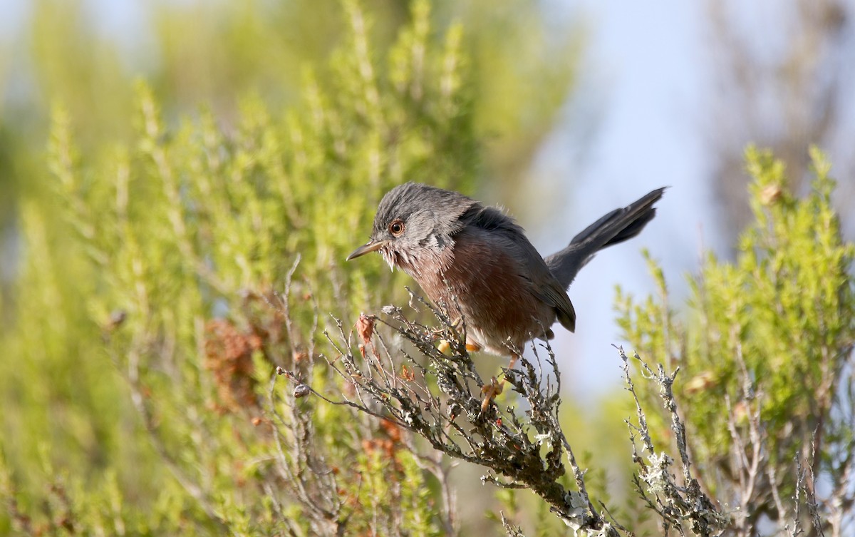 Dartford Warbler - ML623279857