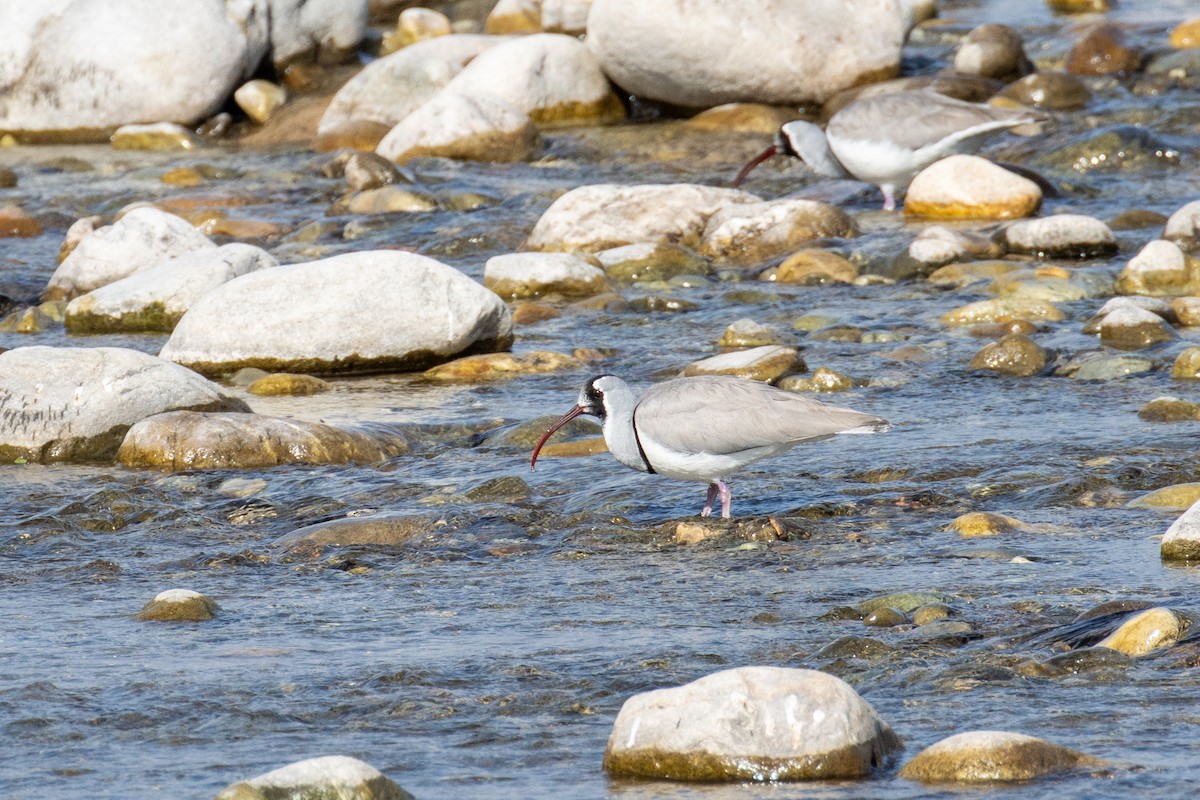 Ibisbill - Kalpesh Krishna