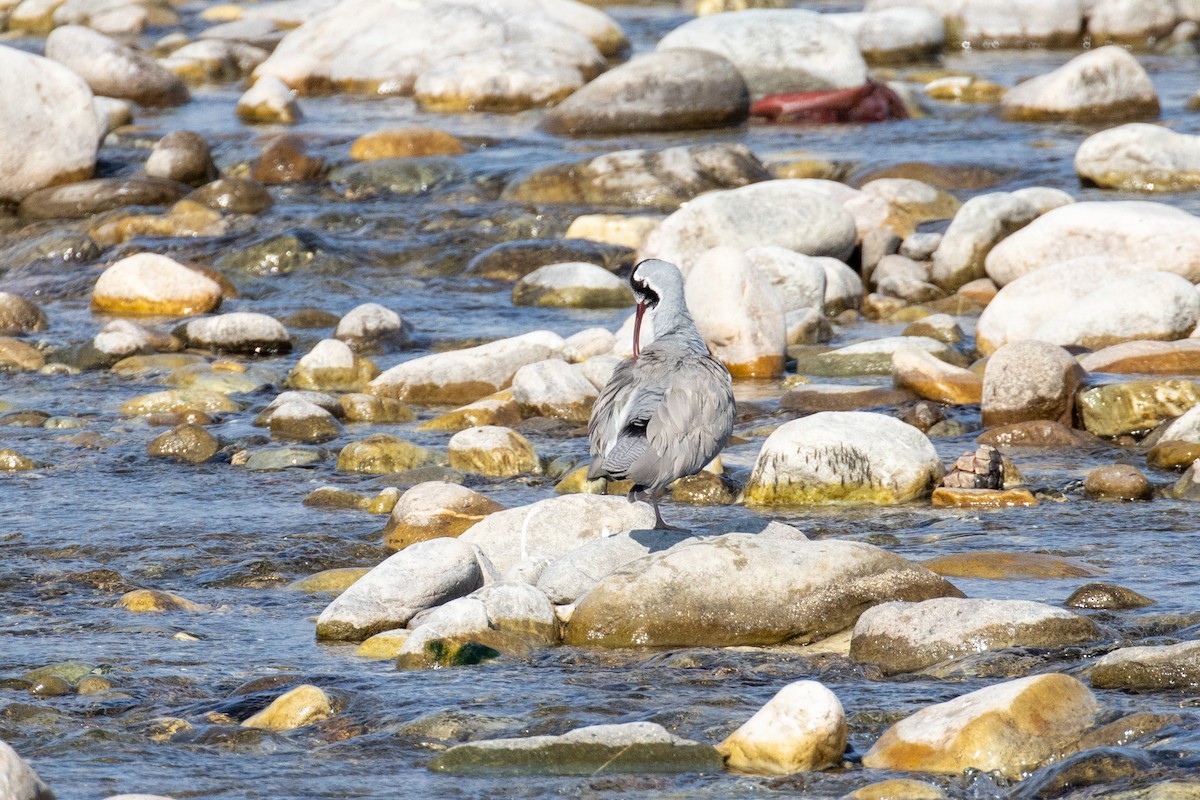 Ibisbill - Kalpesh Krishna