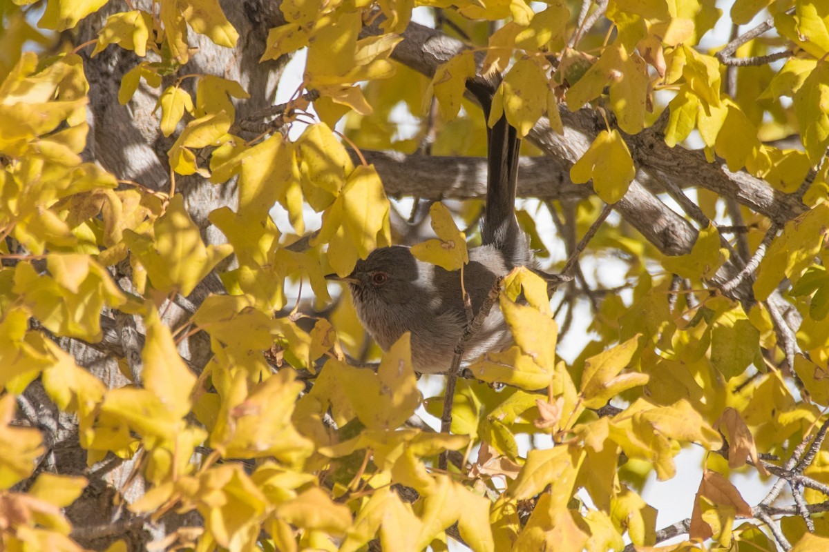 Dartford Warbler - ML623279945