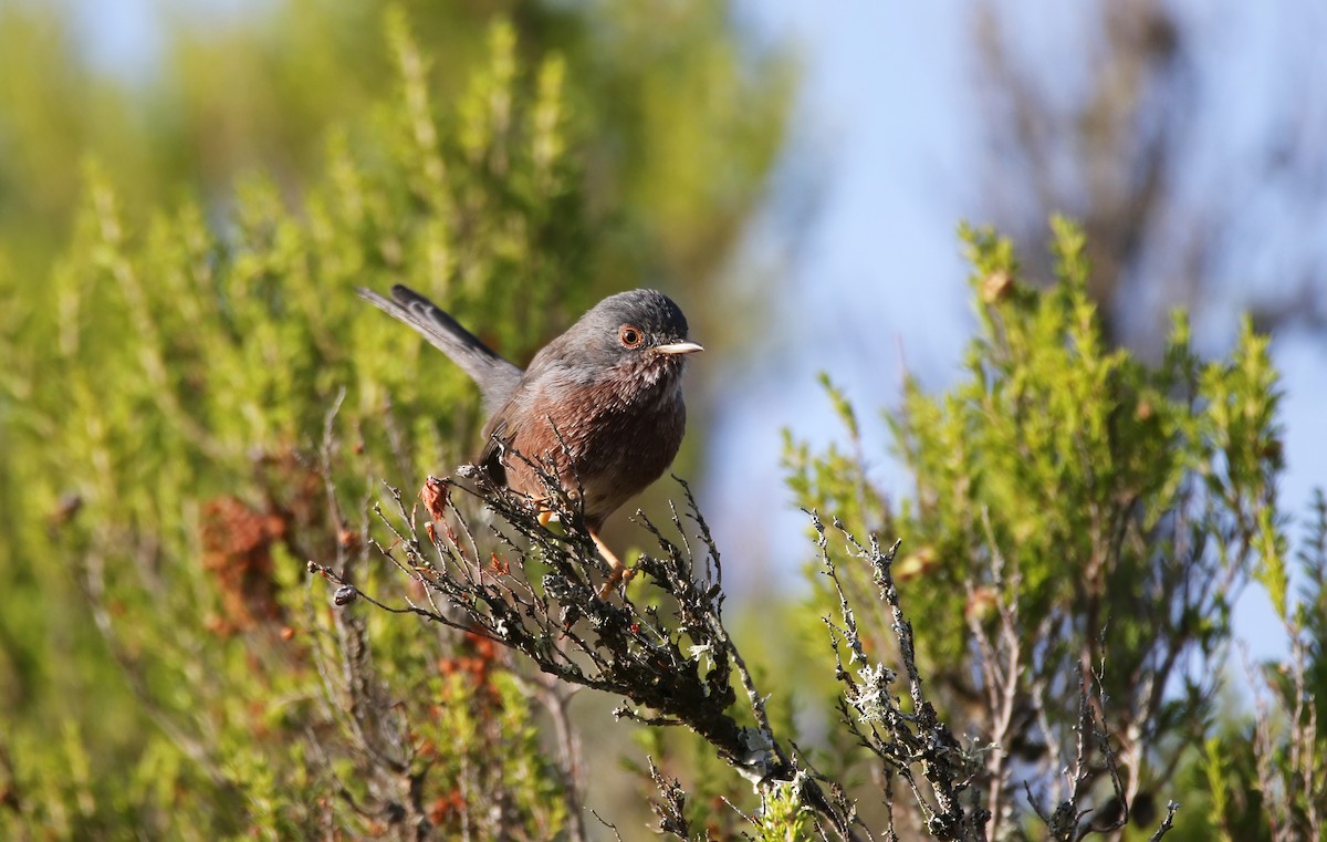 Dartford Warbler - ML623279947