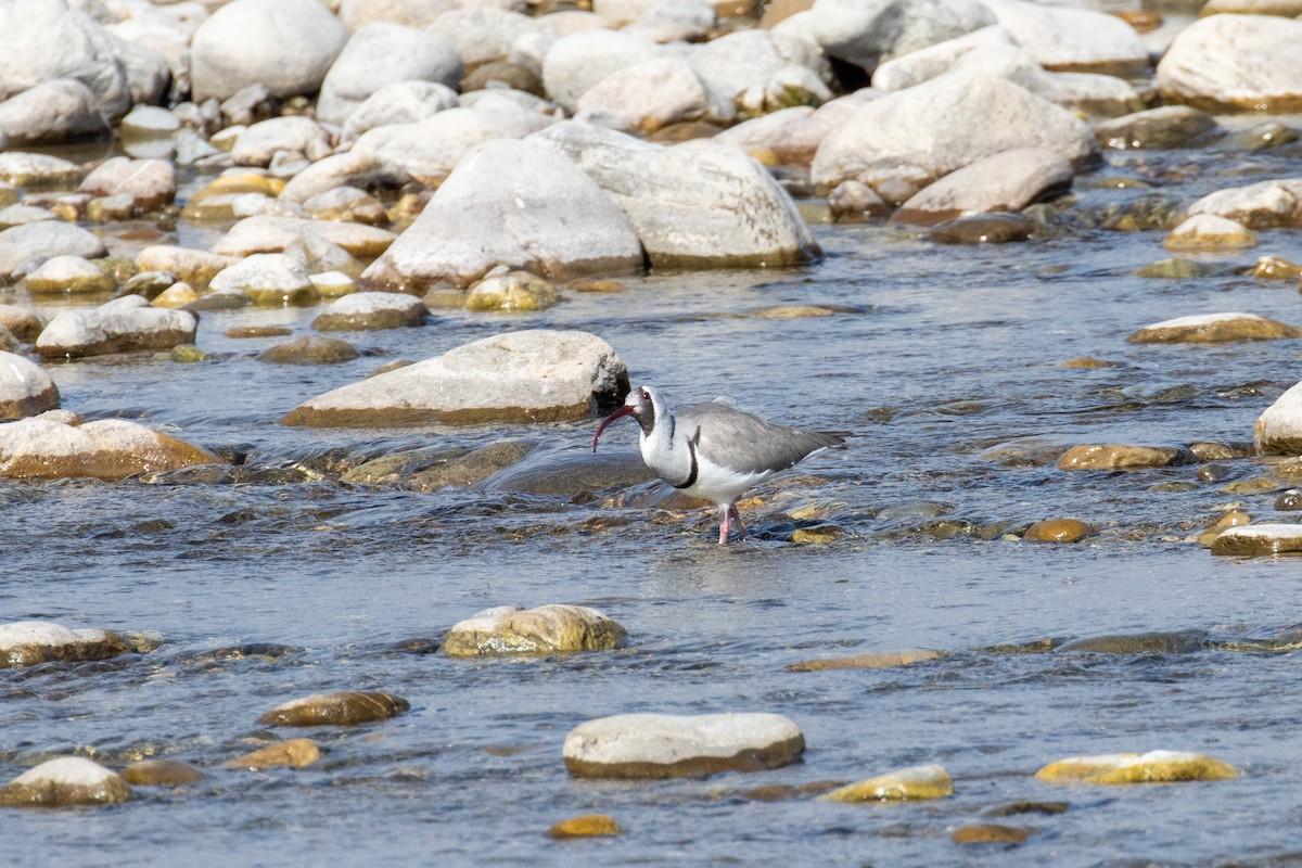 Ibisbill - Kalpesh Krishna