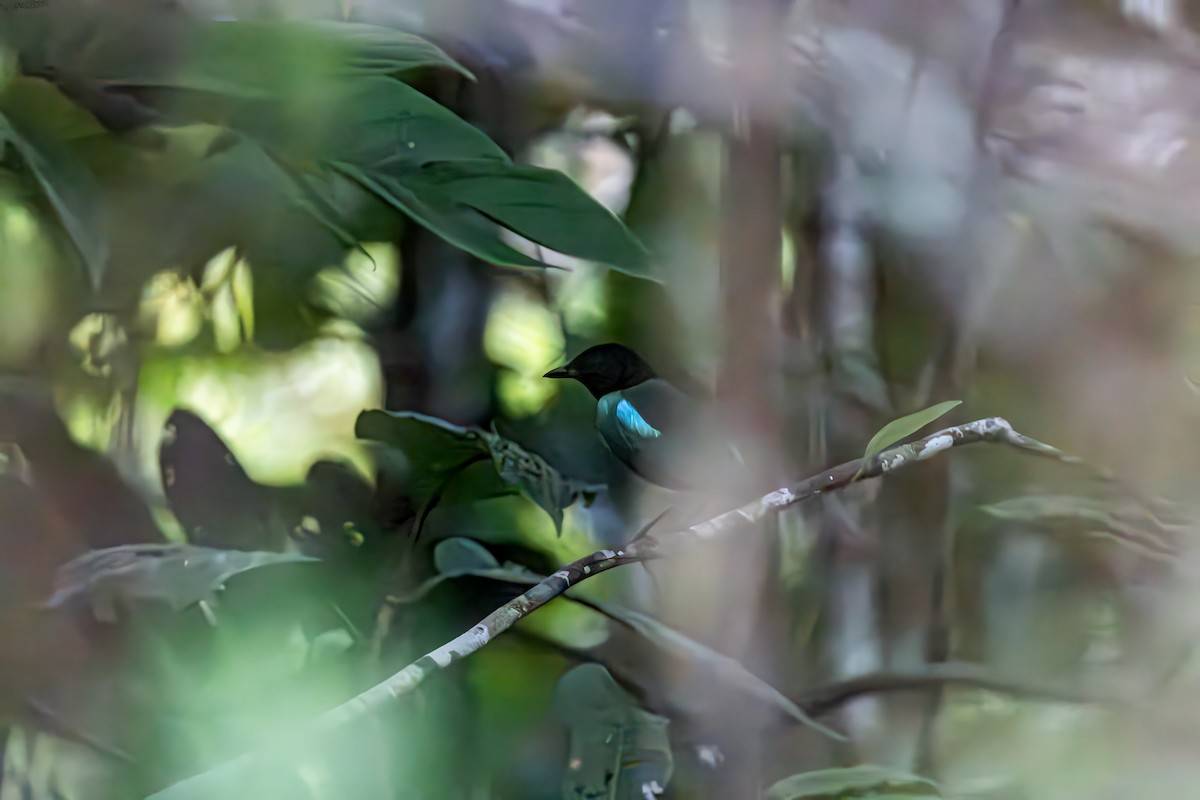 Eastern Hooded Pitta (Numfor) - ML623279980