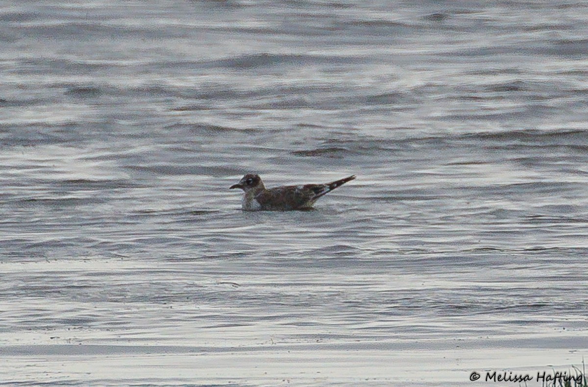 Franklin's Gull - ML623280021