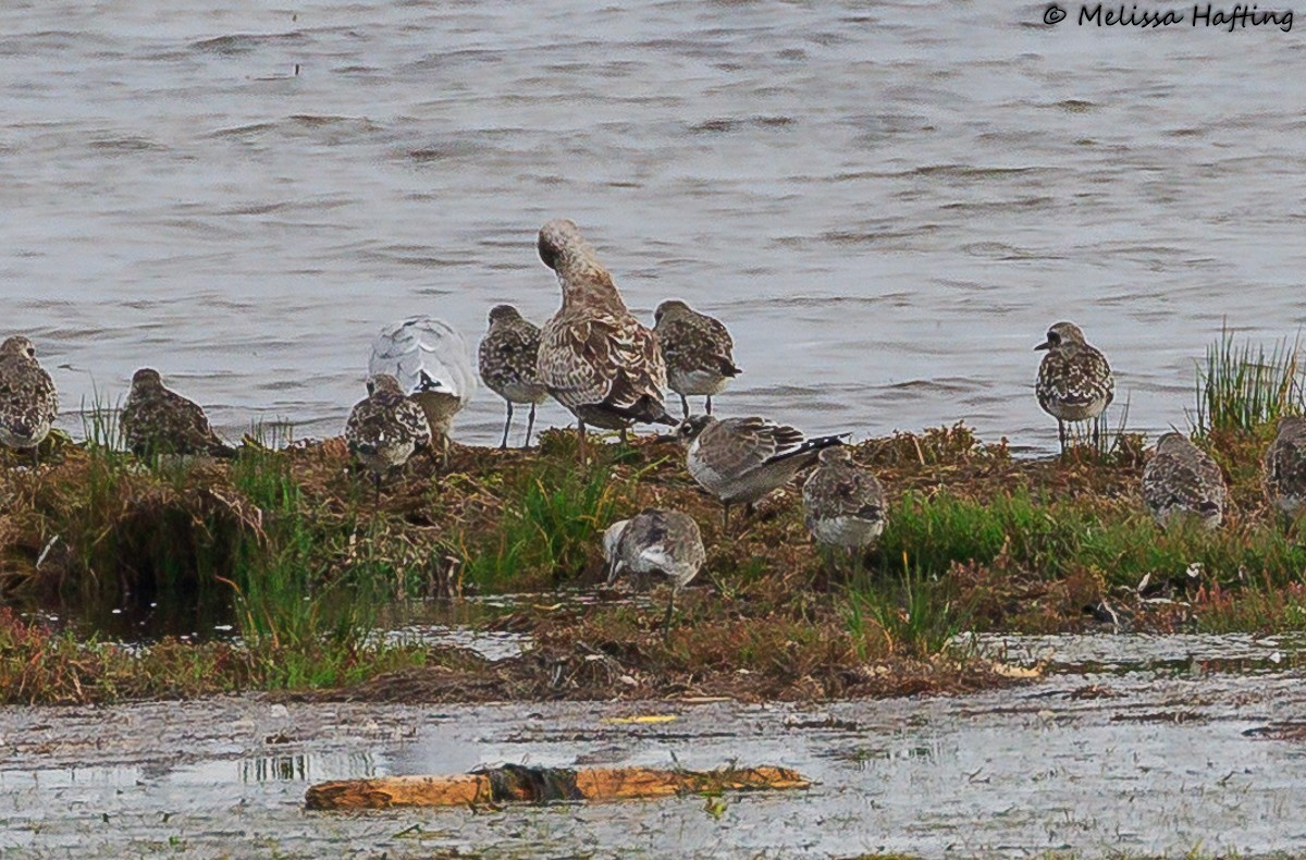 Franklin's Gull - ML623280022
