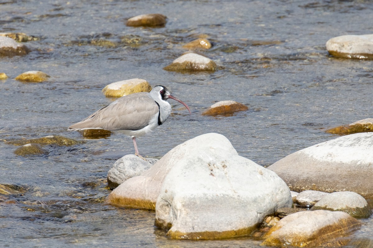 Ibisbill - Kalpesh Krishna
