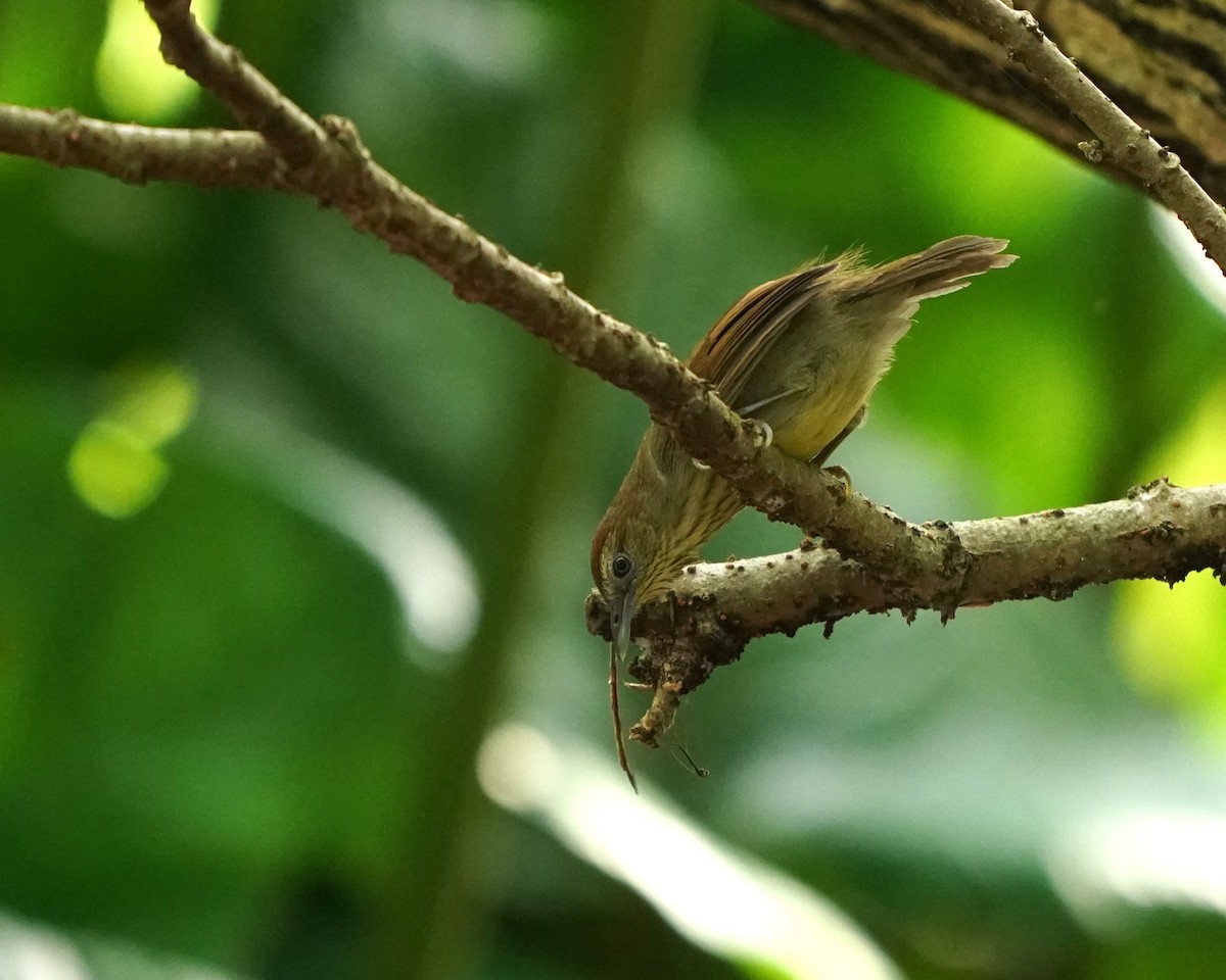 Pin-striped Tit-Babbler - ML623280027