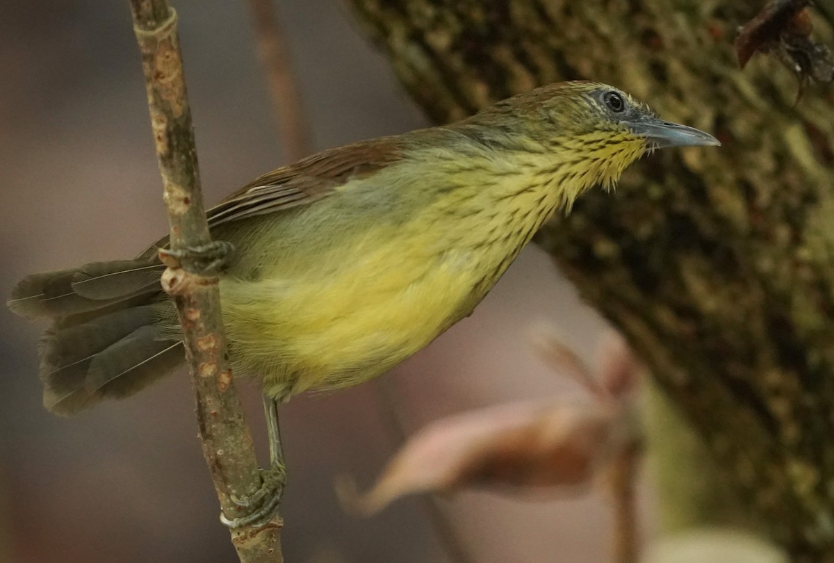 Pin-striped Tit-Babbler - ML623280028