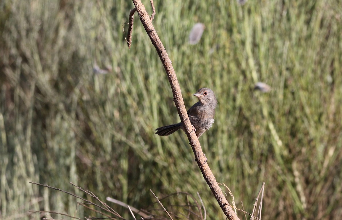 Dartford Warbler - Delfin Gonzalez