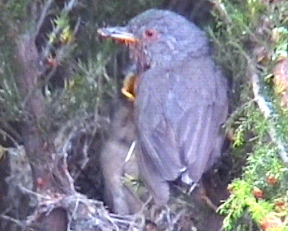 Dartford Warbler - ML623280068