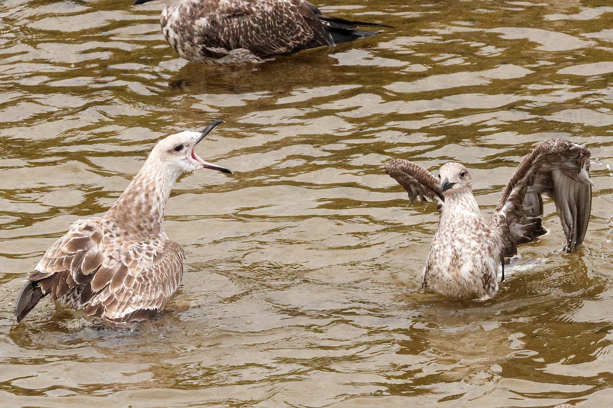 Caspian Gull - ML623280074