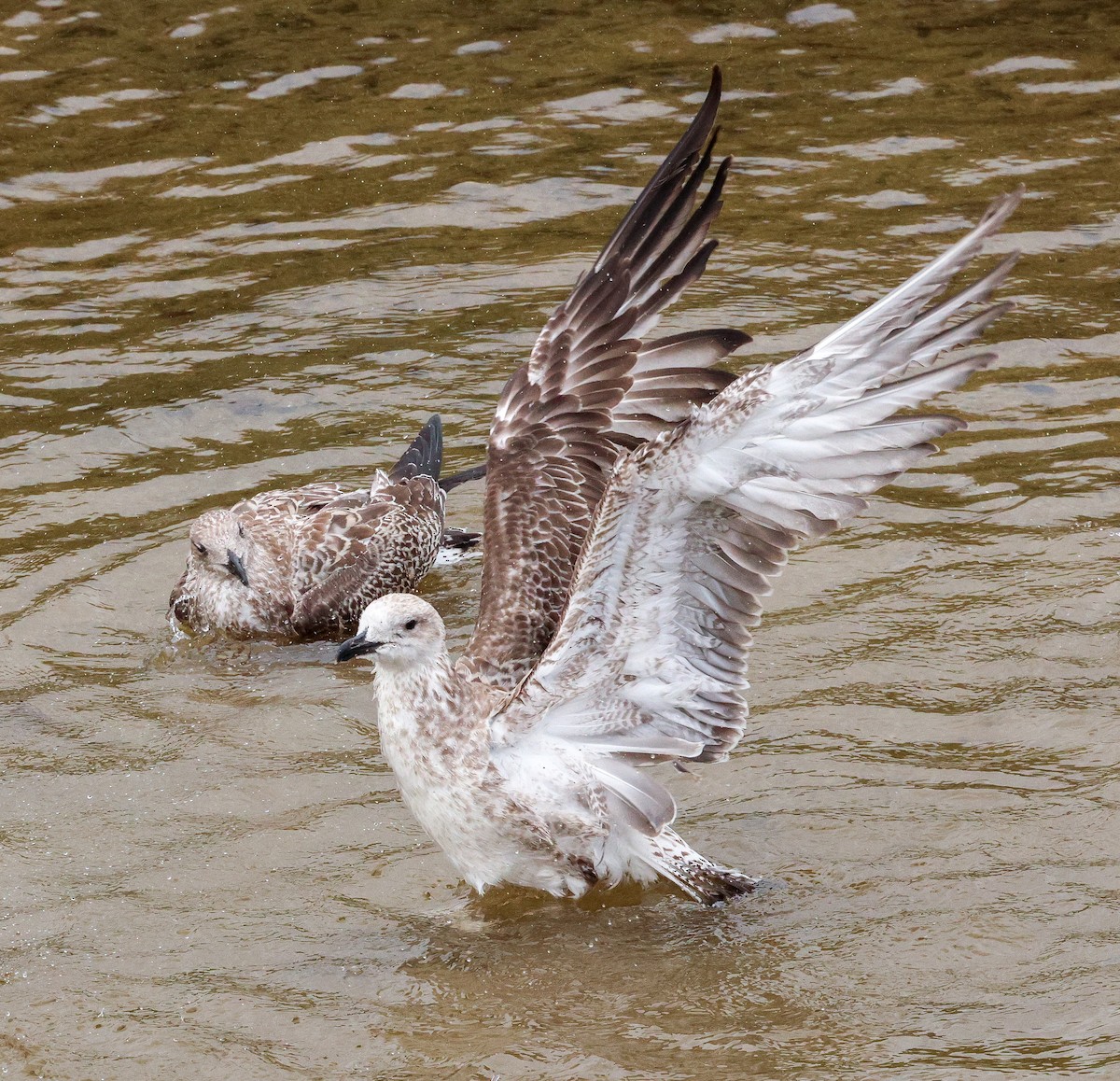 Caspian Gull - ML623280075