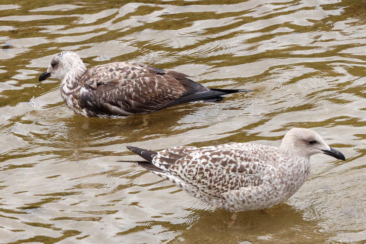 Herring Gull (European) - ML623280094