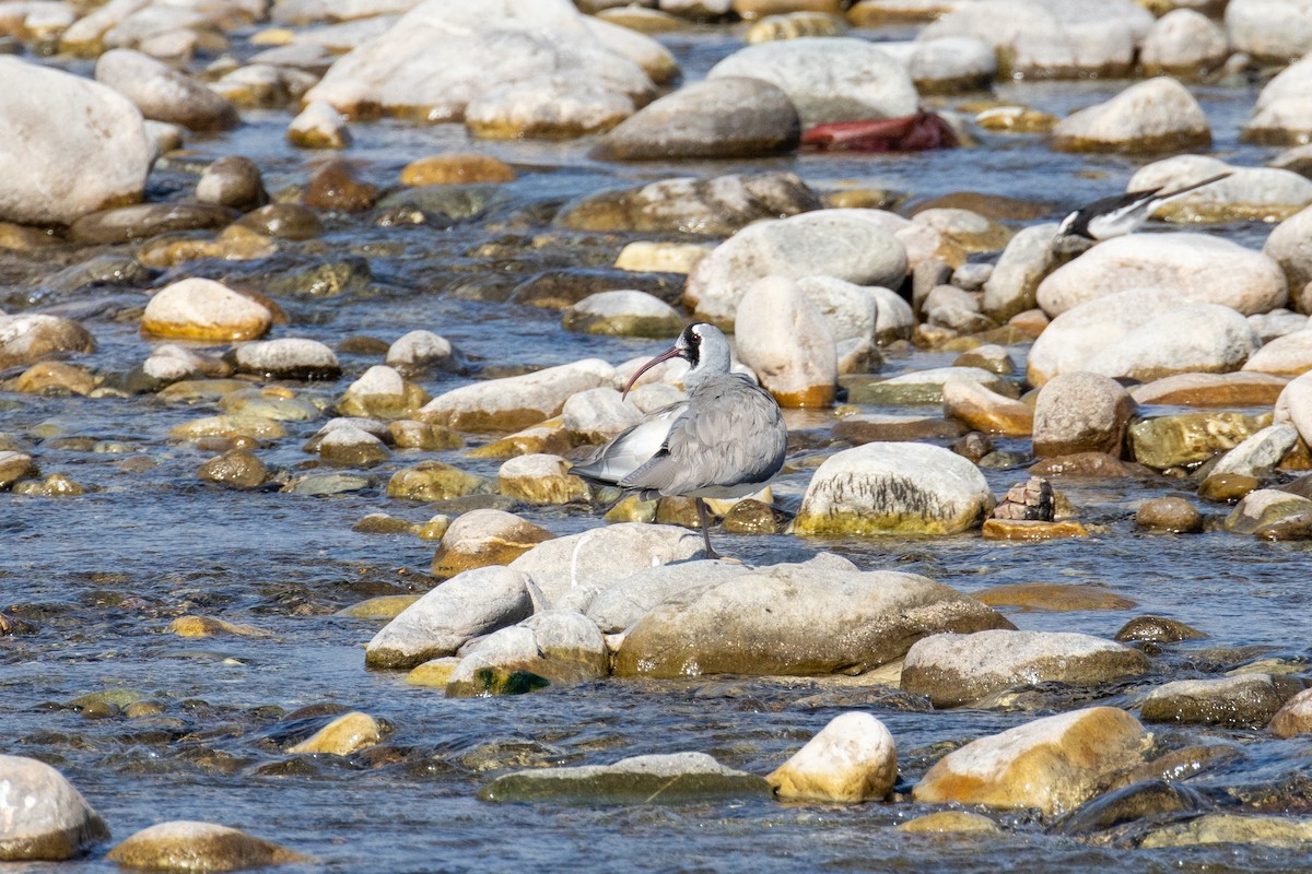 Ibisbill - Kalpesh Krishna