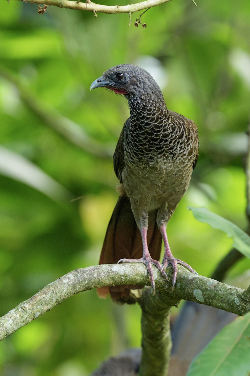 Colombian Chachalaca - ML623280201