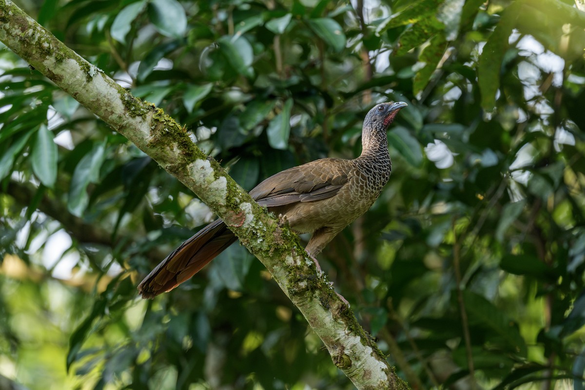 Colombian Chachalaca - ML623280202