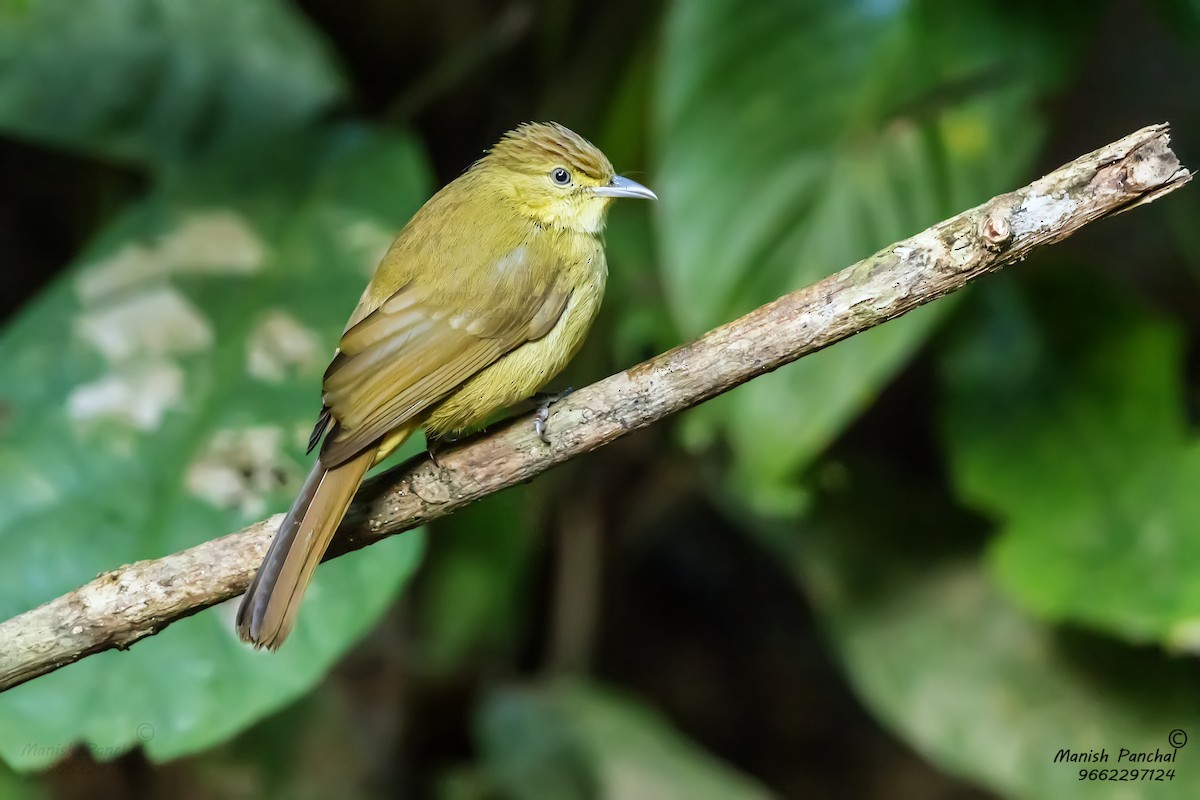 Bulbul de Cachar - ML623280240