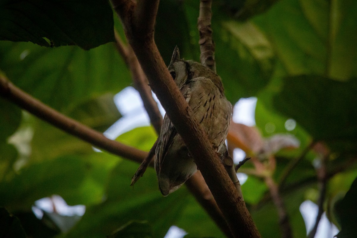Indian Scops-Owl - ML623280267