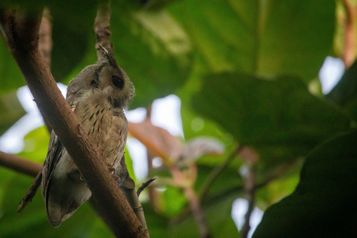 Indian Scops-Owl - ML623280269