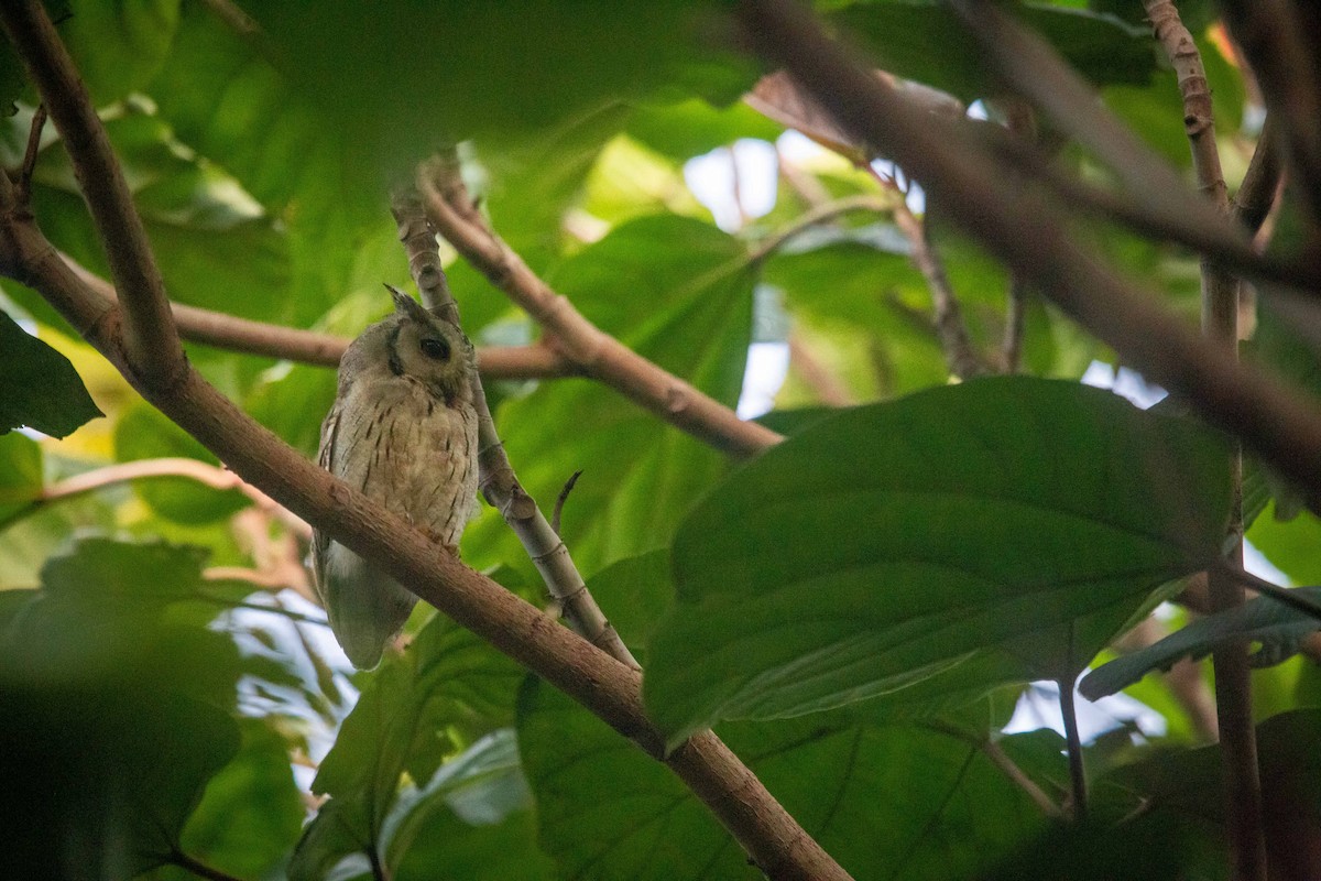 Indian Scops-Owl - ML623280275