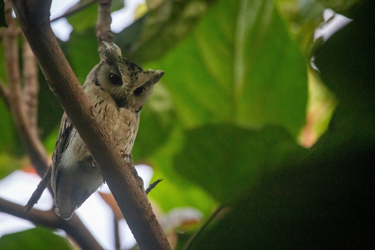 Indian Scops-Owl - ML623280276
