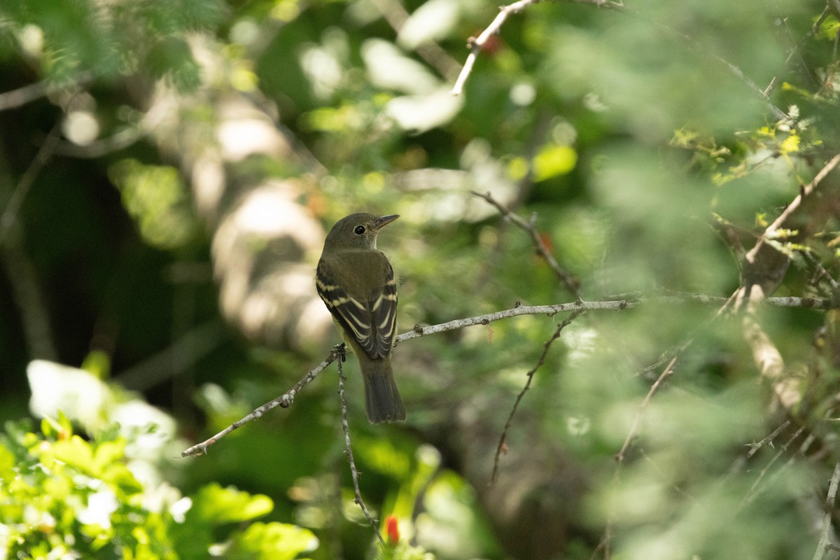 Willow Flycatcher - ML623280313