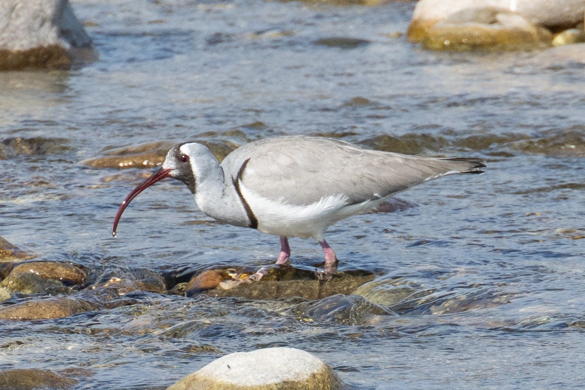 Ibisbill - ML623280316