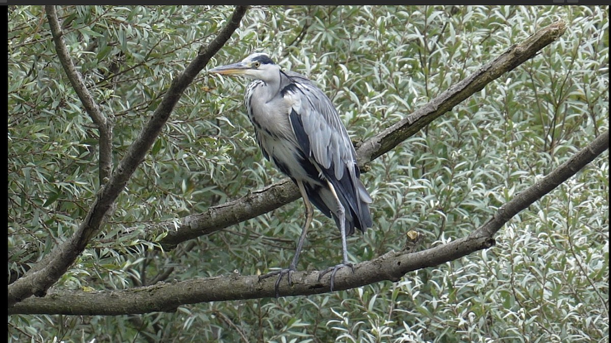 Gray Heron - ML623280330
