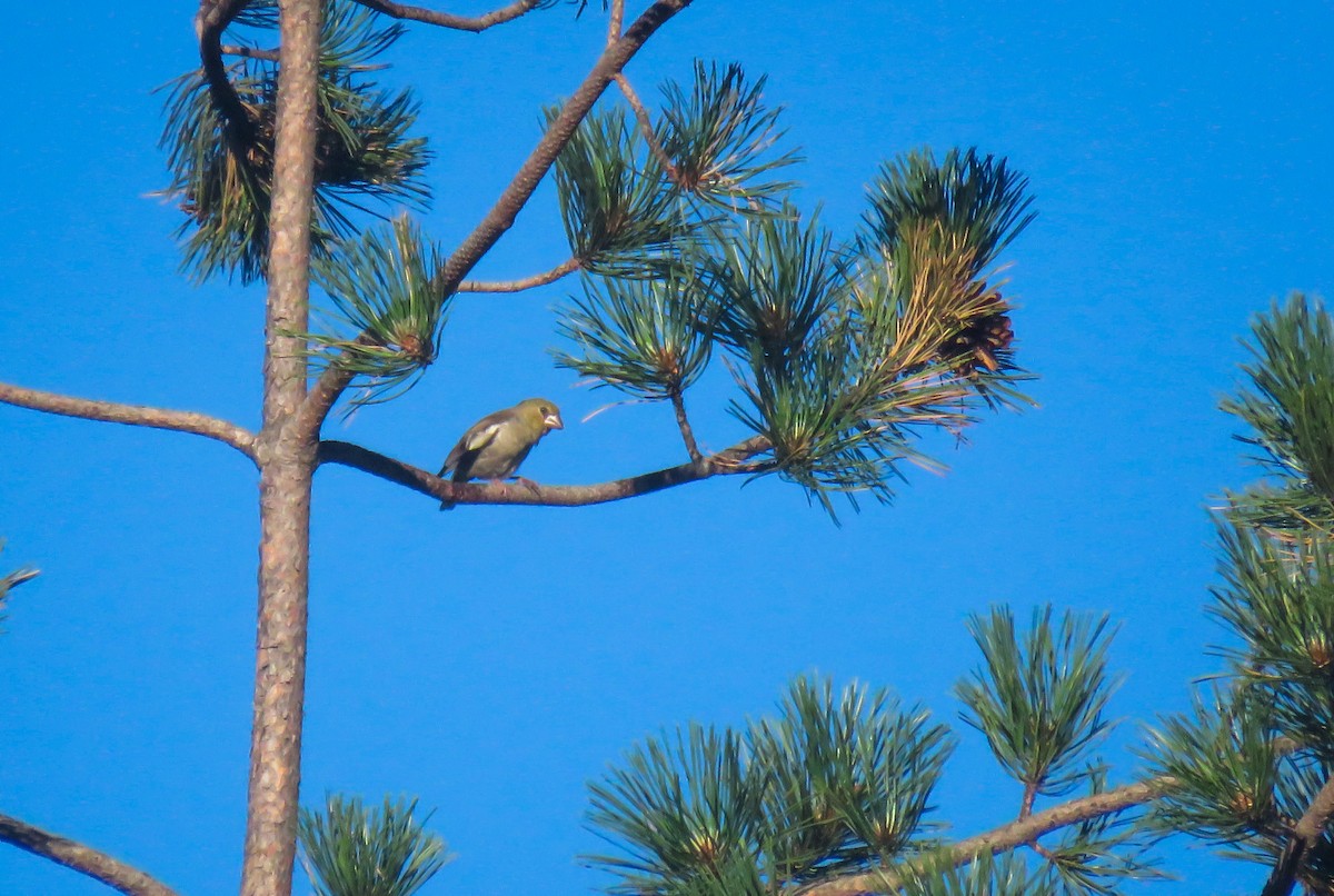 Hawfinch - ML623280369