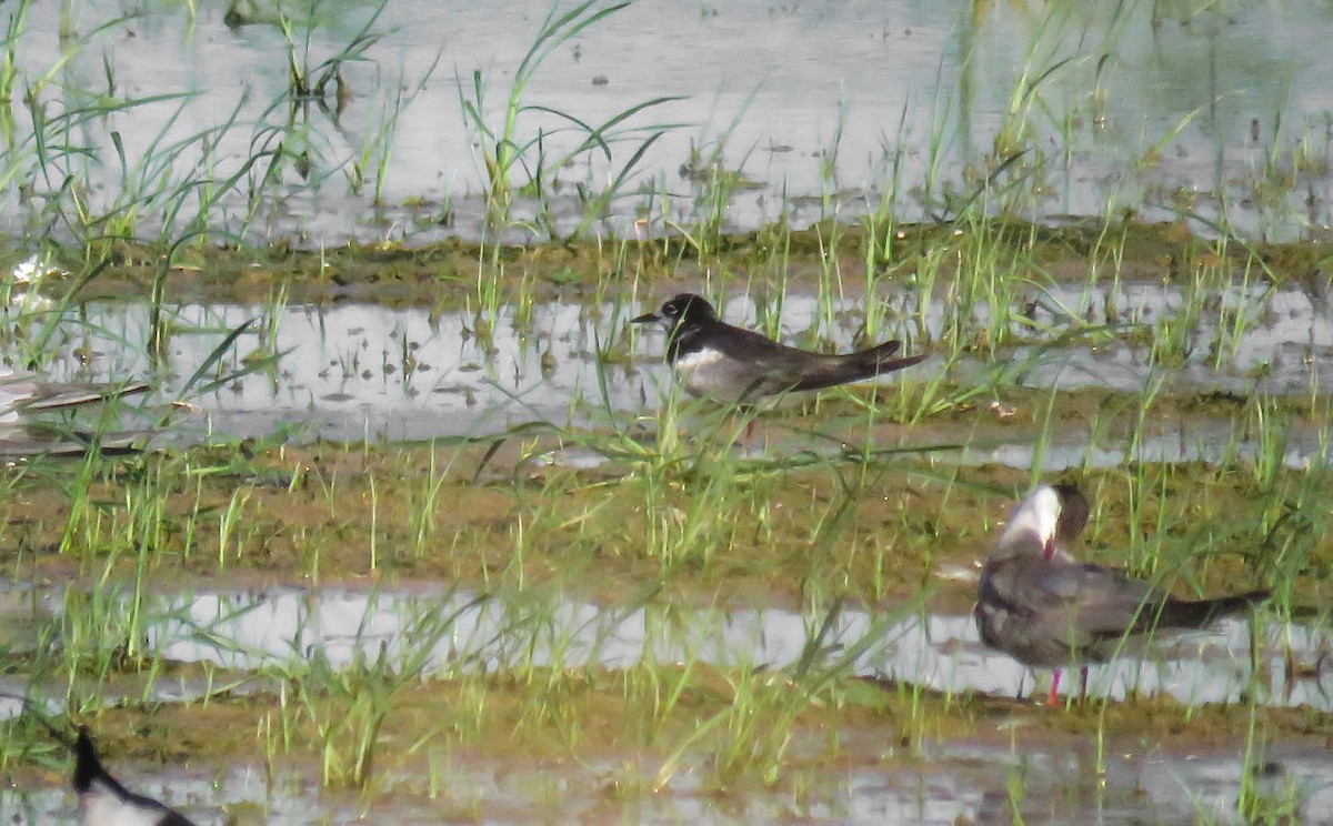 White-winged Tern - ML623280384