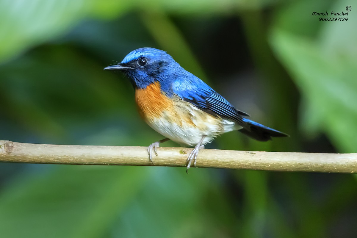 Blue-throated Flycatcher - ML623280386