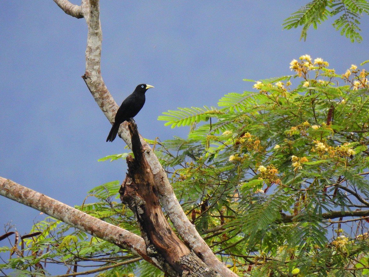 Scarlet-rumped Cacique - Edwin Munera