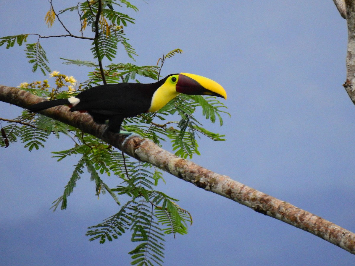 Yellow-throated Toucan - ML623280411