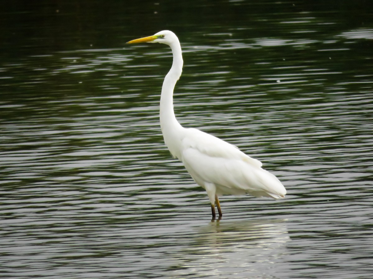 Great Egret - ML623280414