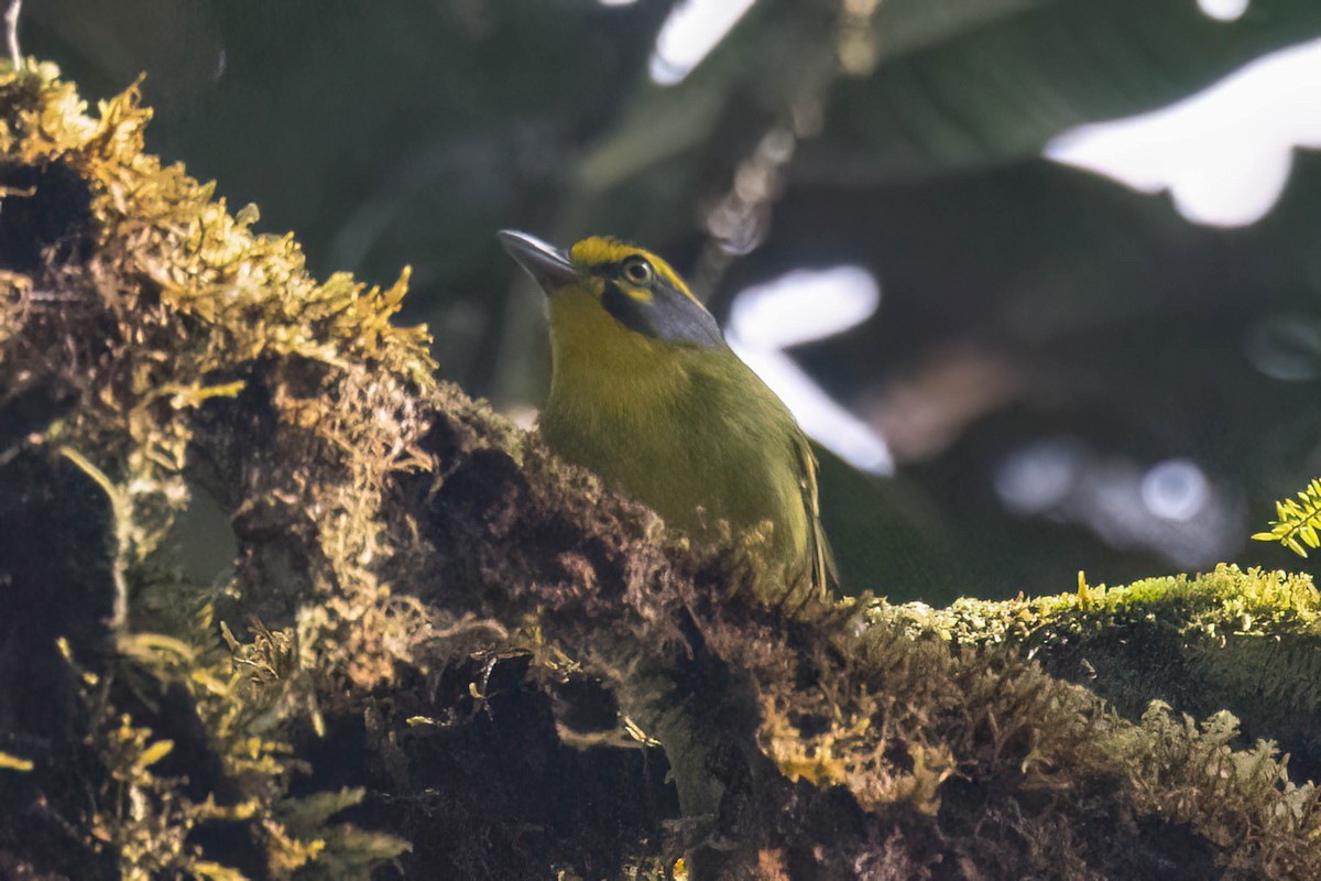 Slaty-capped Shrike-Vireo - ML623280425