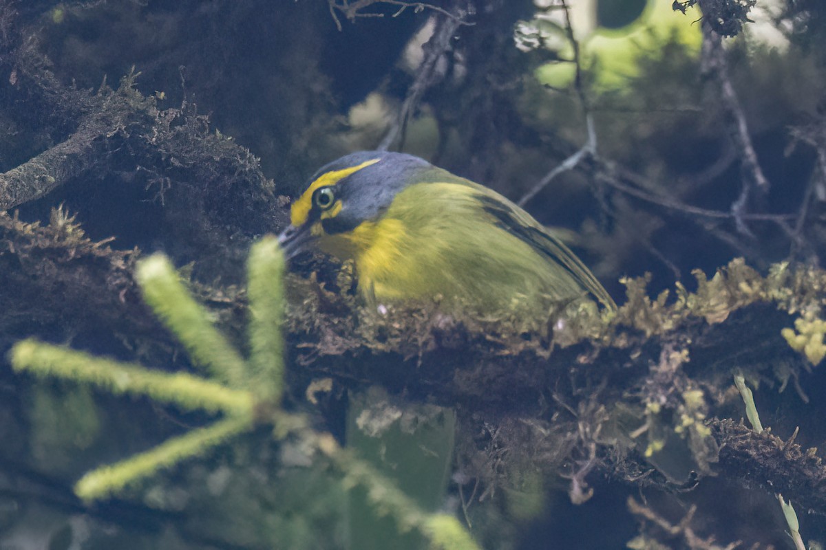 Slaty-capped Shrike-Vireo - ML623280426