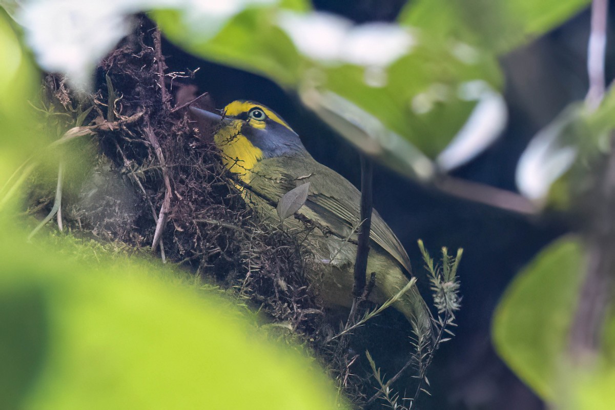 Slaty-capped Shrike-Vireo - ML623280427