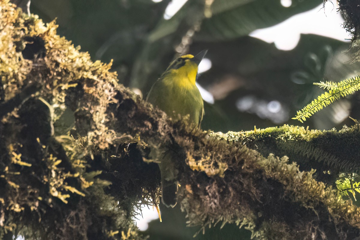 Slaty-capped Shrike-Vireo - ML623280428