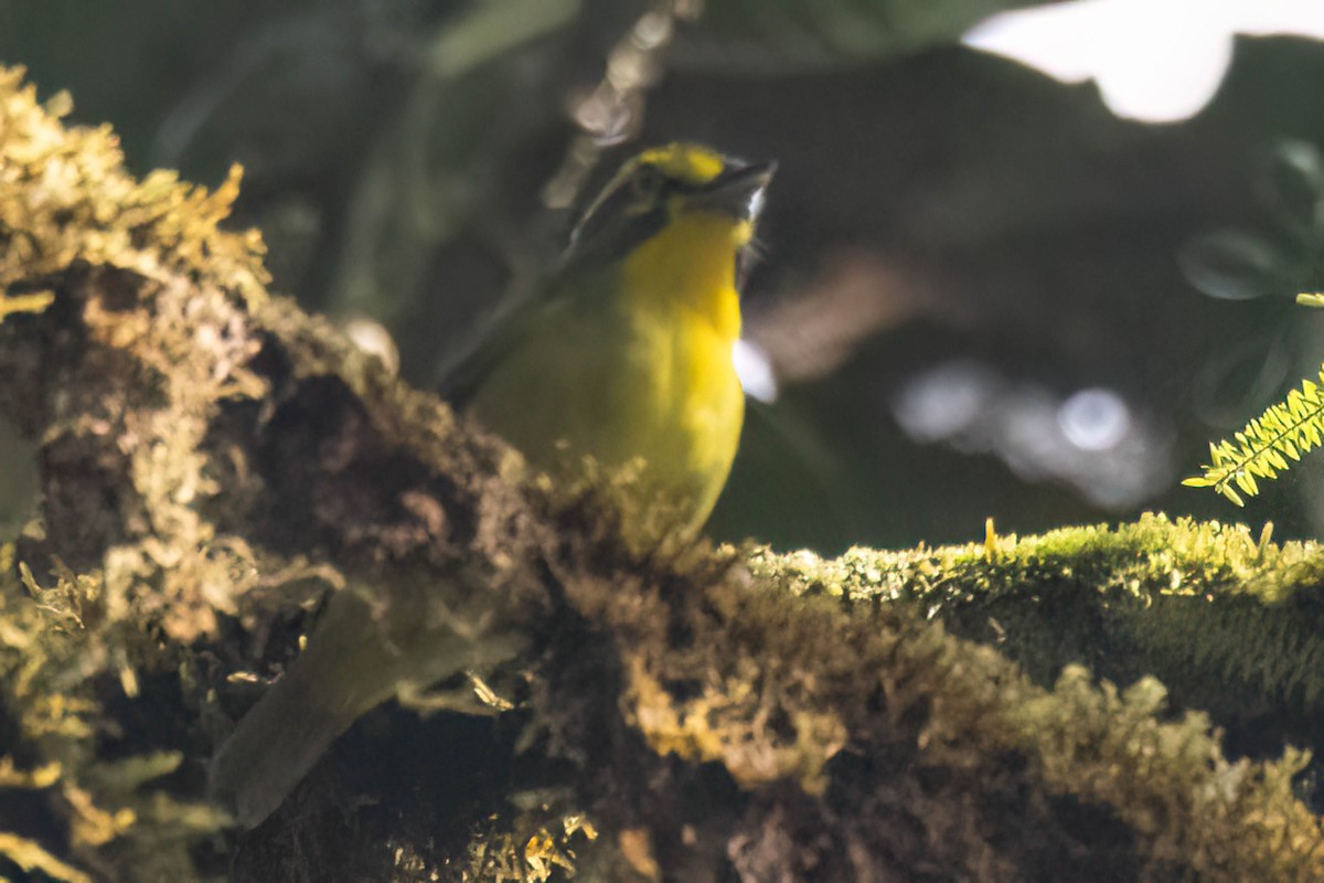 Slaty-capped Shrike-Vireo - ML623280429