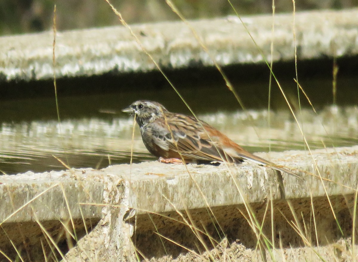 Rock Bunting - ML623280436