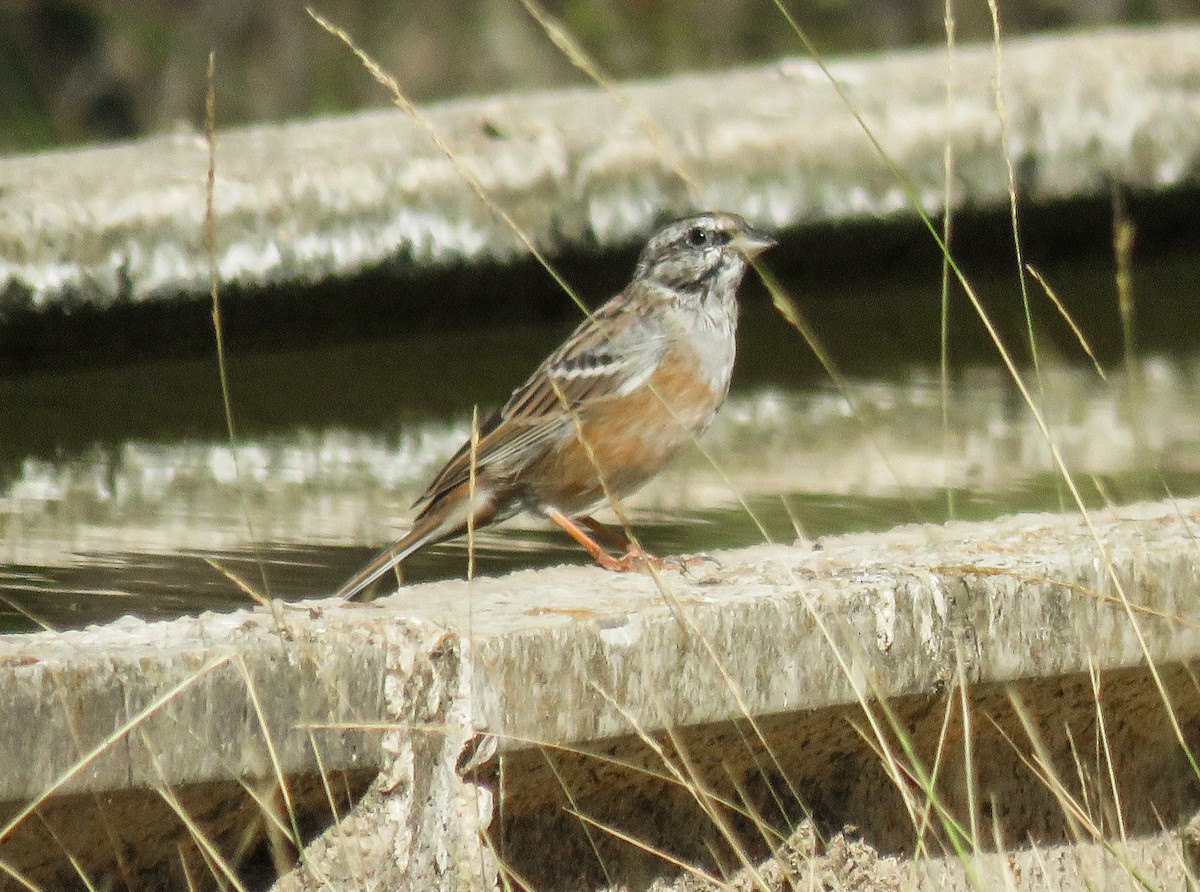 Rock Bunting - ML623280437