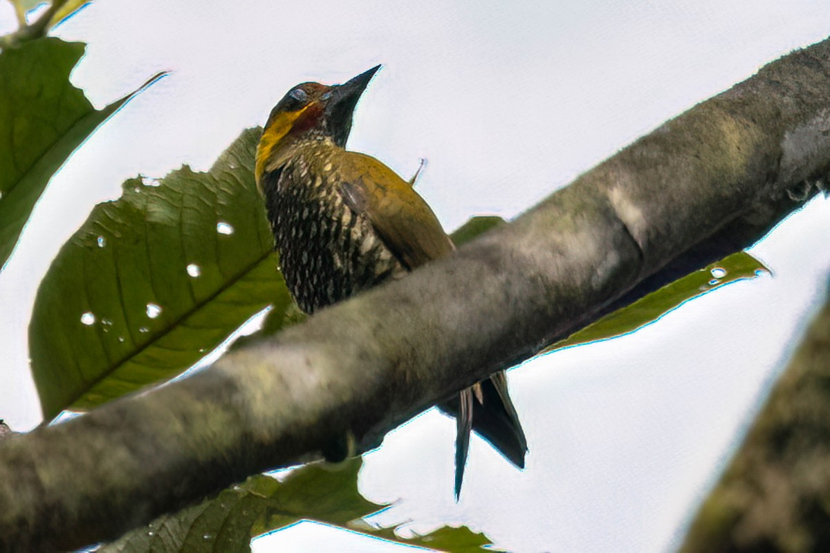 Lita Woodpecker - ML623280439