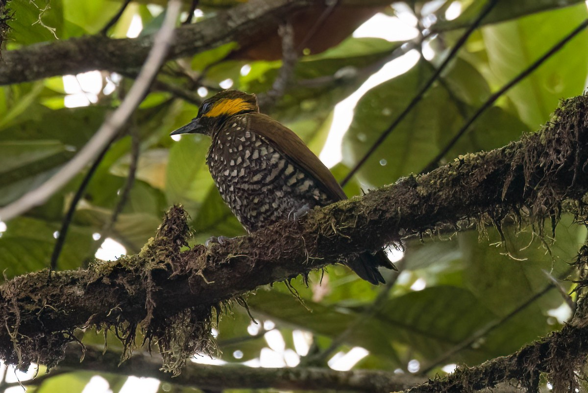 Lita Woodpecker - ML623280440
